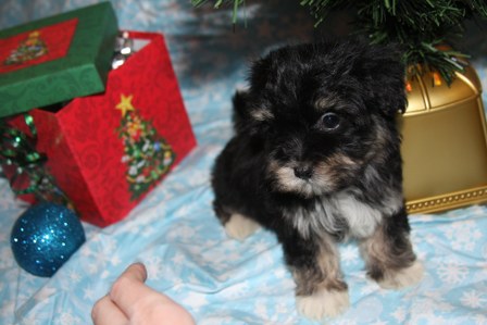 havanese-puppies
